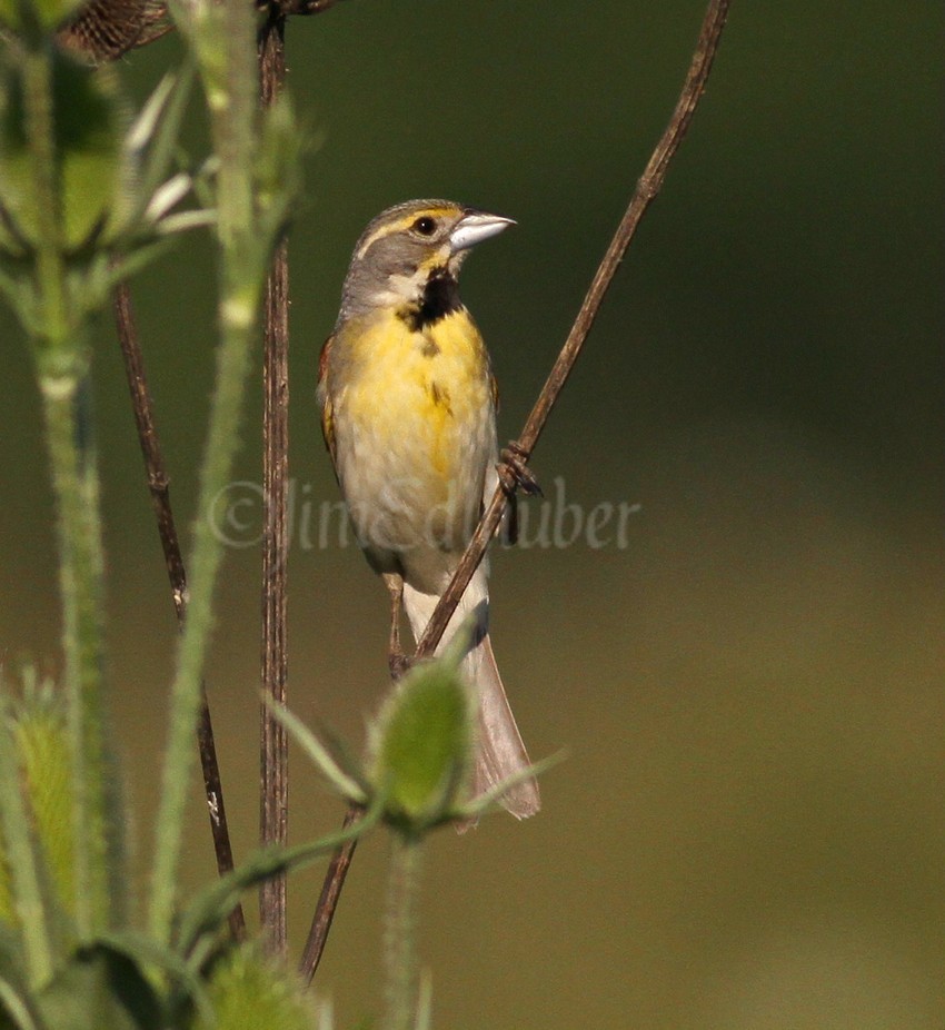 Dickcissel, male