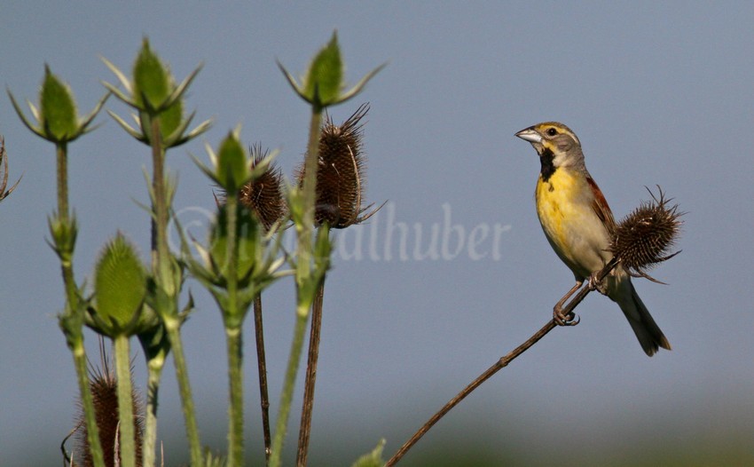 Dickcissel, male