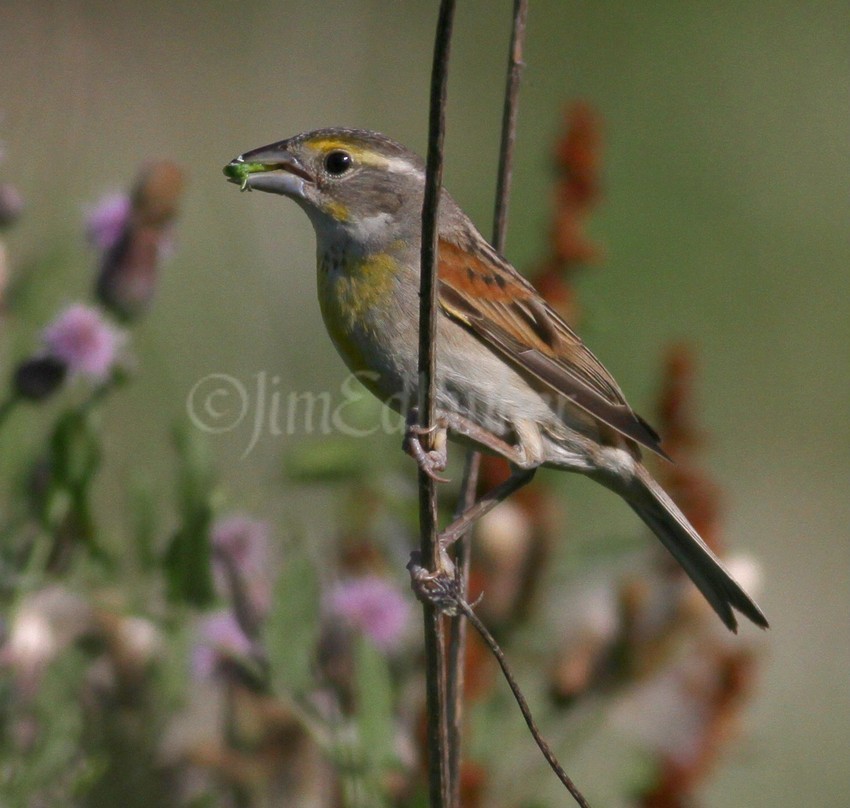 Dickcissel, female