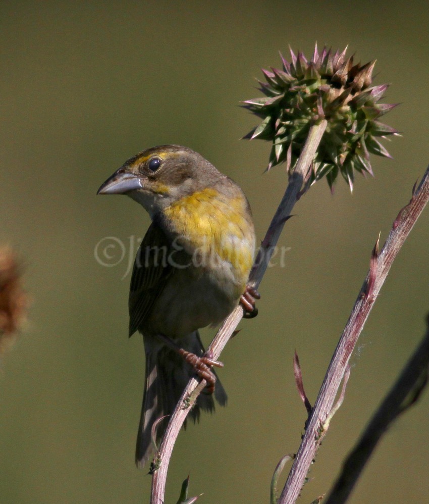 Dickcissel, female
