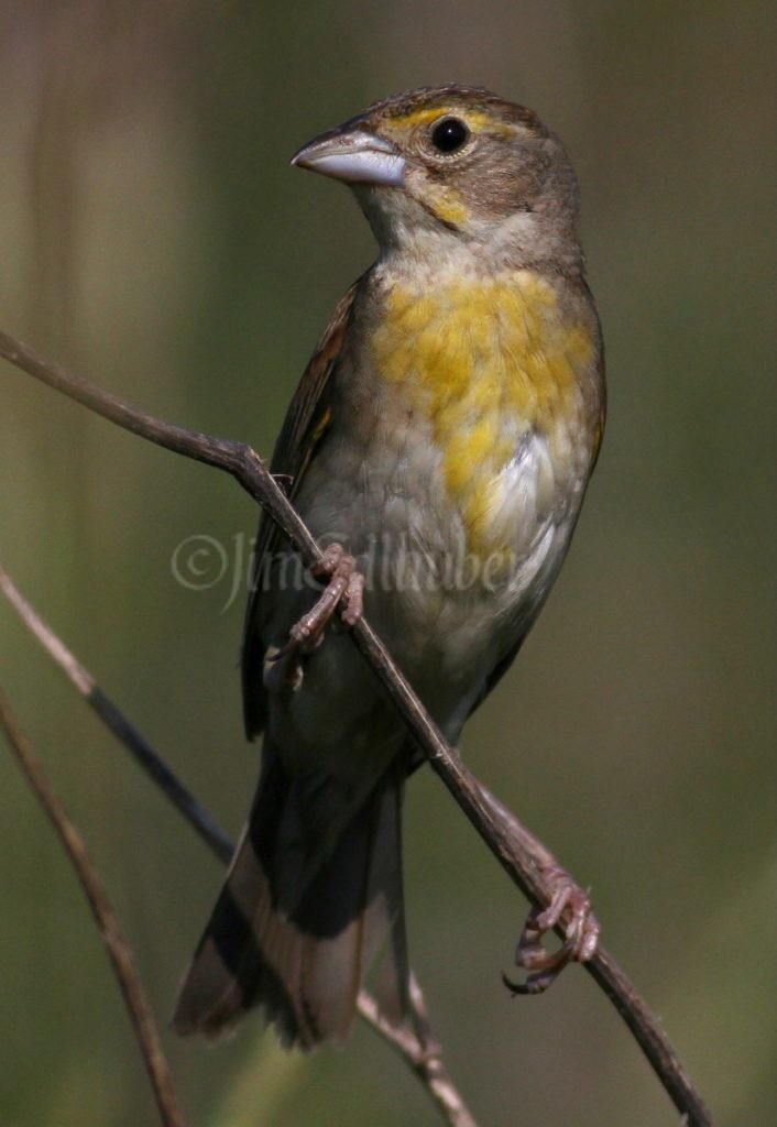 Dickcissel, female
