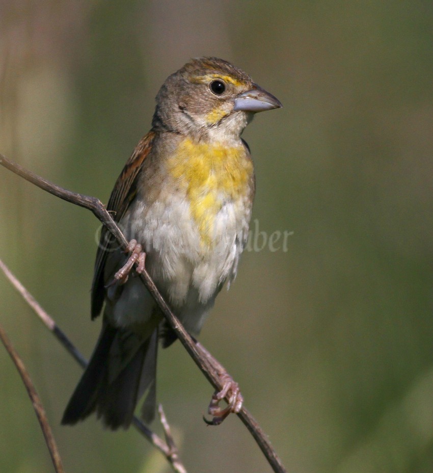 Dickcissel, female