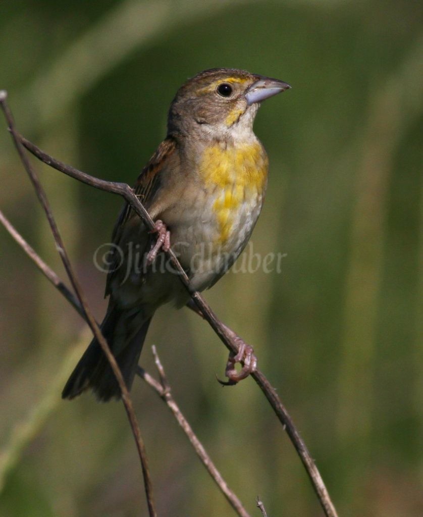 Dickcissel, female