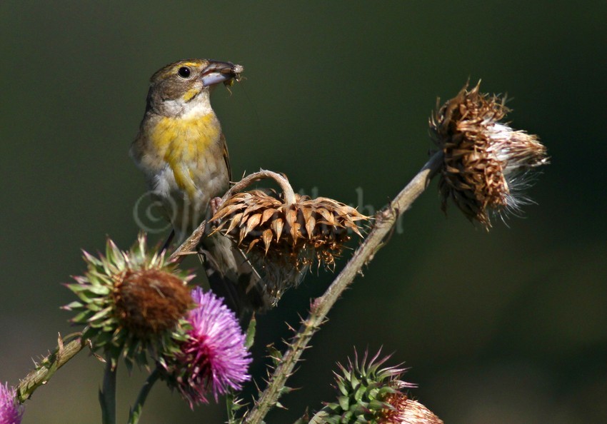 Dickcissel, female