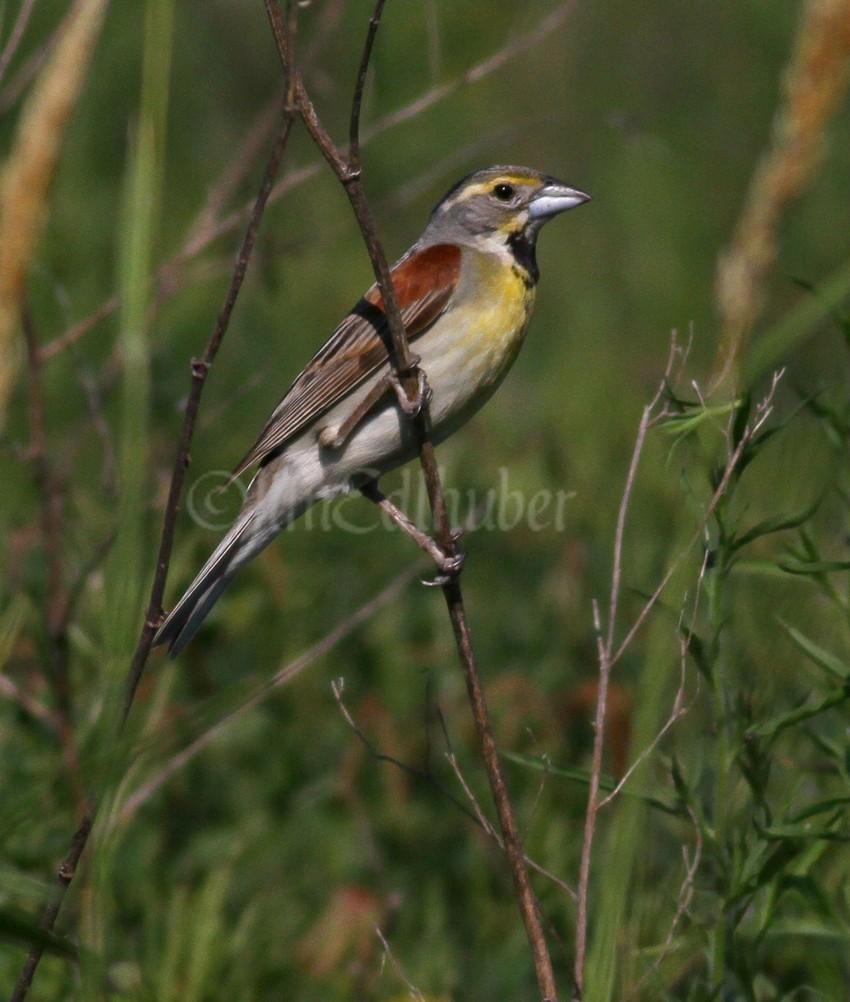 Dickcissel, male