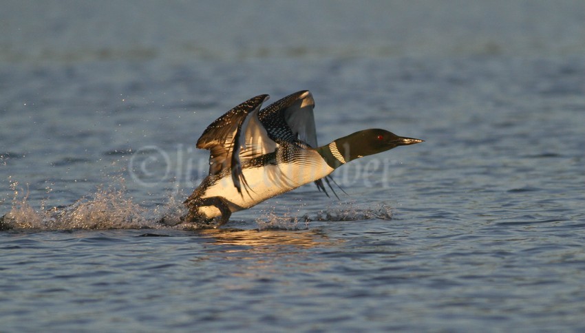 Common Loon, adult taking off