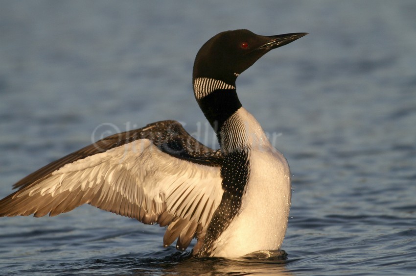 Common Loon, adult stretching