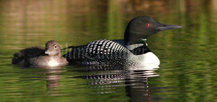 Common Loon, adult