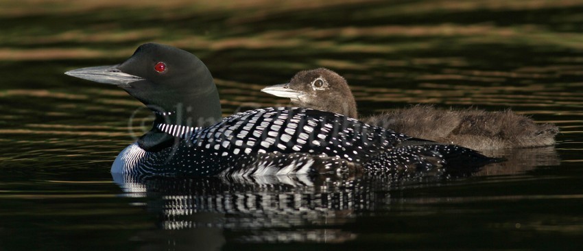 Common Loon, adult with chick