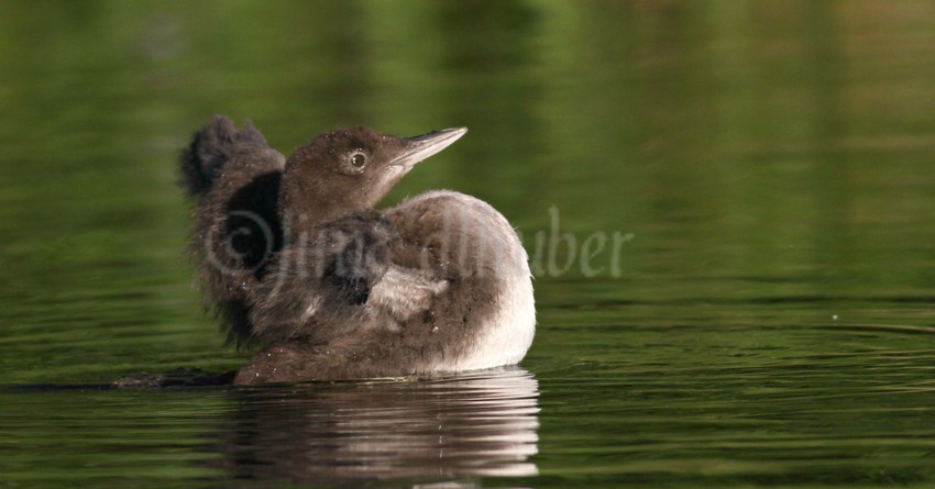 Common Loon, chick stretching