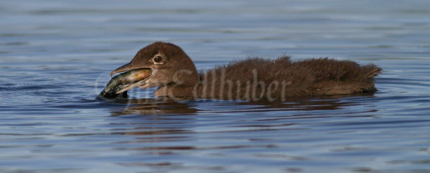 Common Loon, chick with fish
