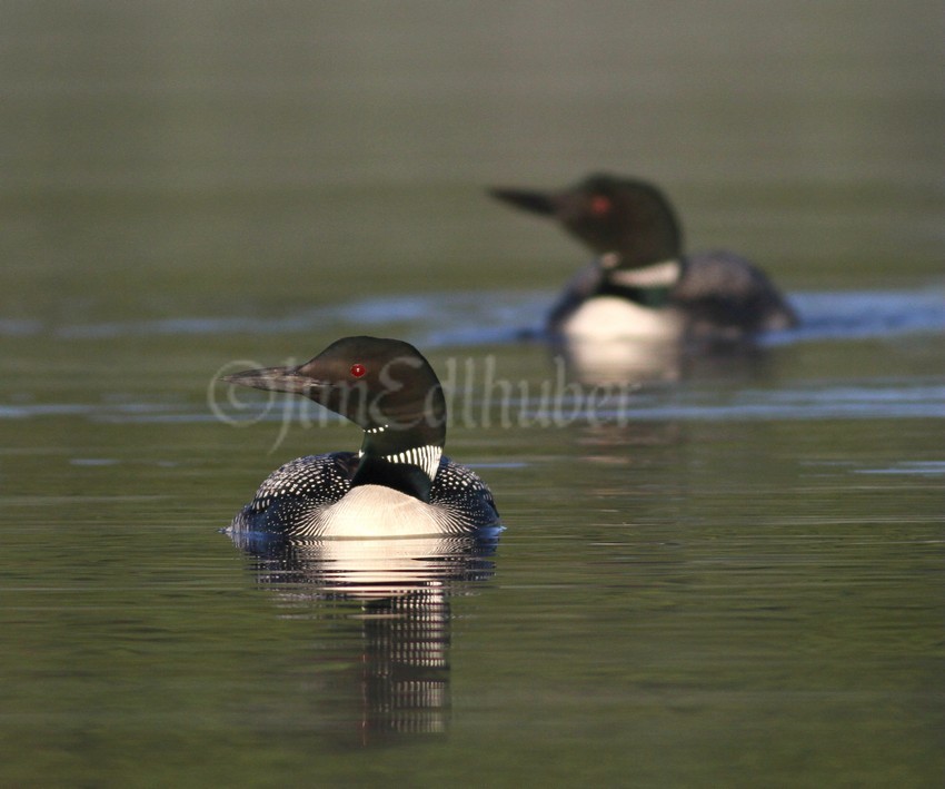 Common Loon, adults