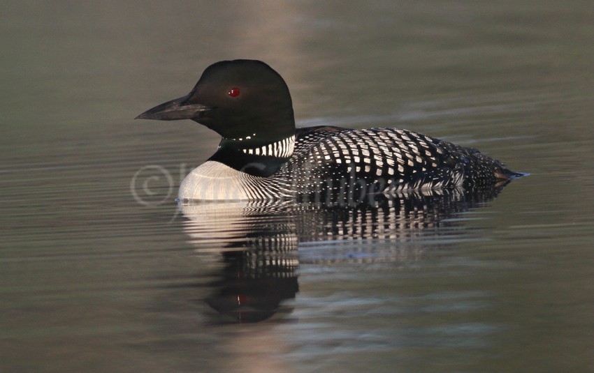 Common Loon, adult 