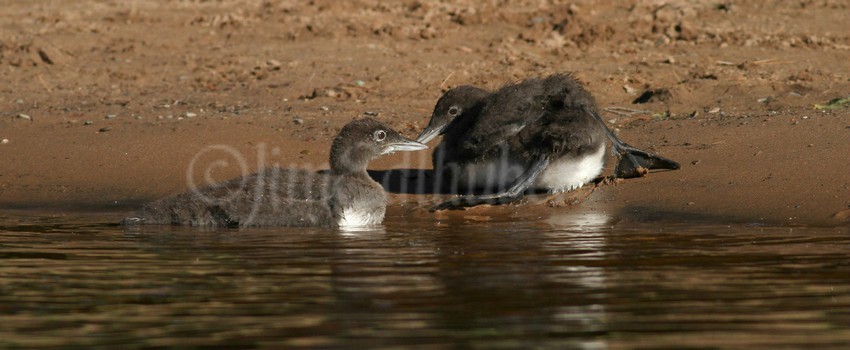 Common Loon, chicks, training time on the beach