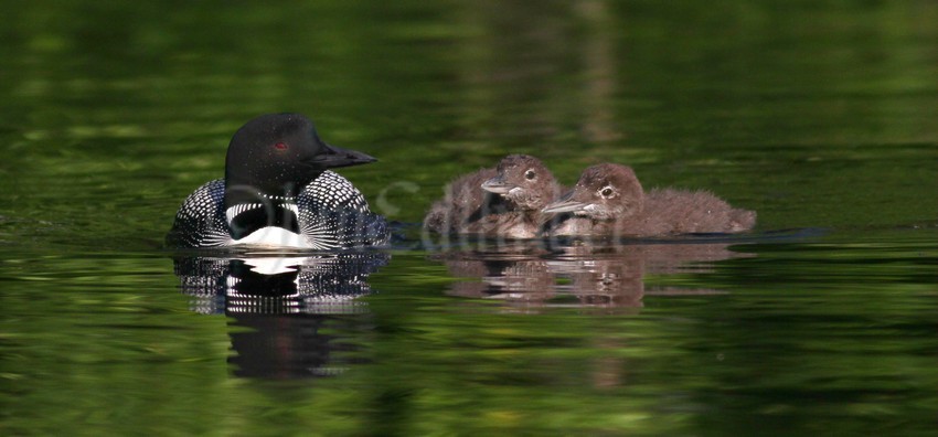 Common Loon, adult with chicks