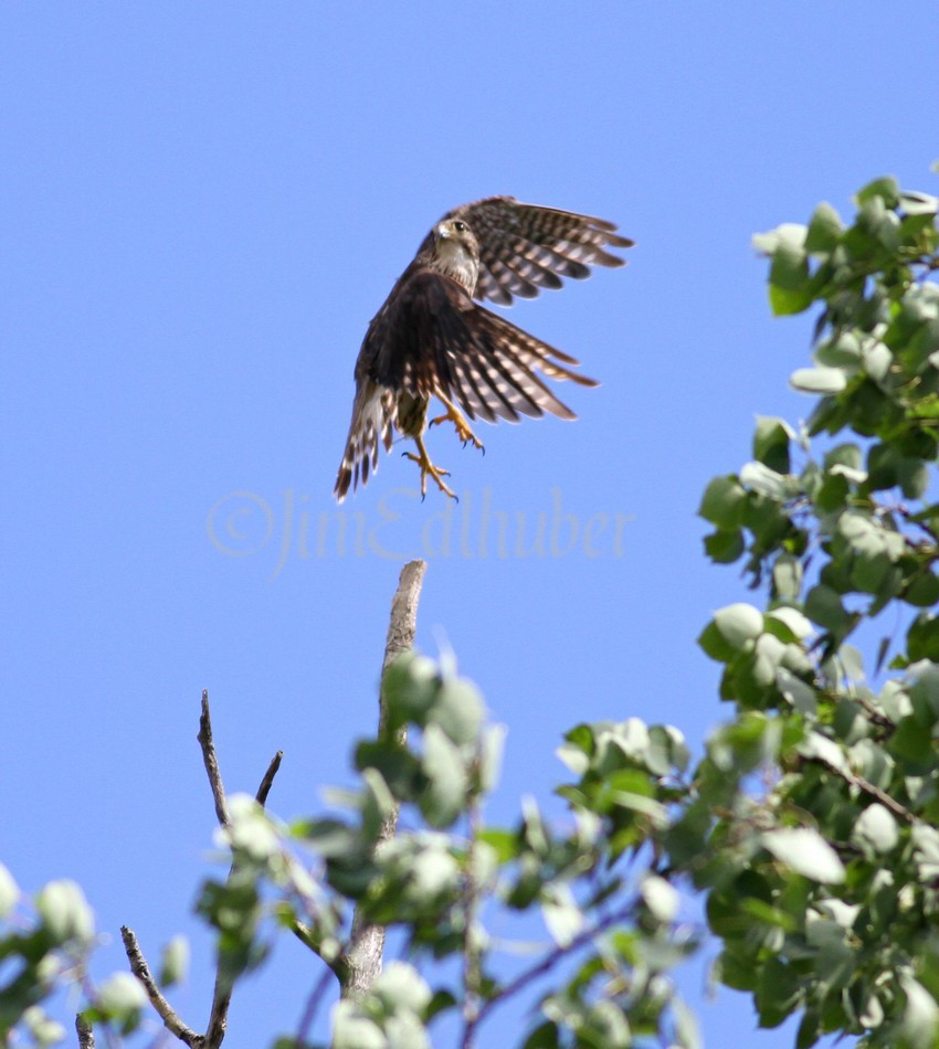 _rmerIMG_3589_cr