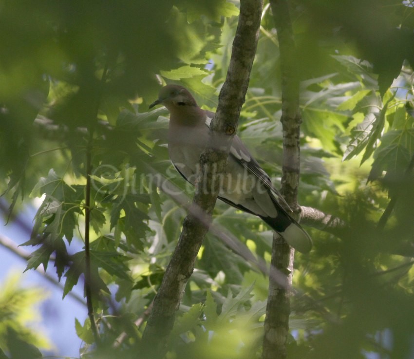 !st view of the White-winged Dove high up in a deciduous tree after arriving to the area