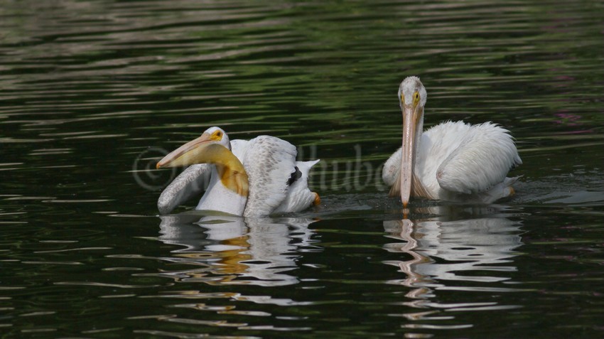 Things settle down and this pelican takes the fish elsewhere