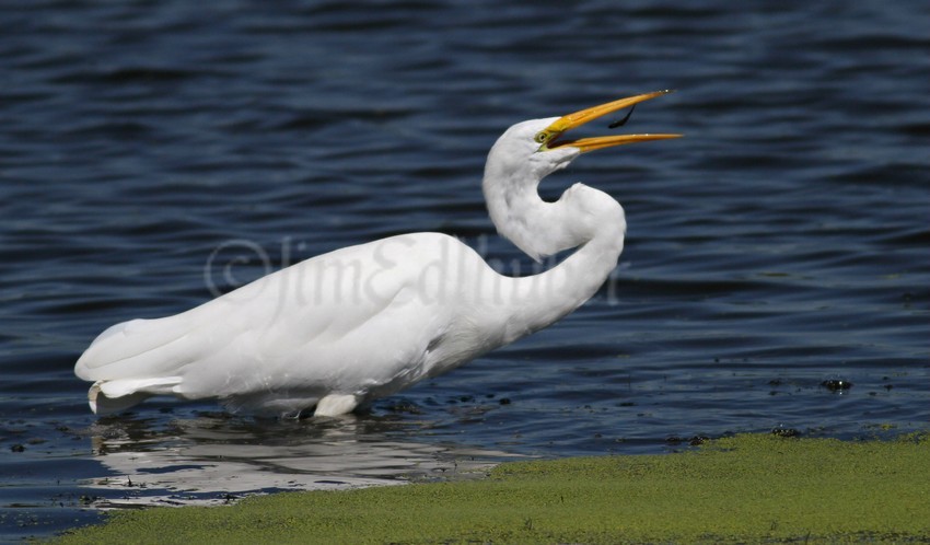 Great Egret, with the catch