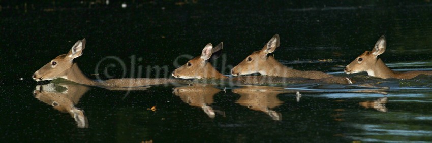 The swim...they do make it across