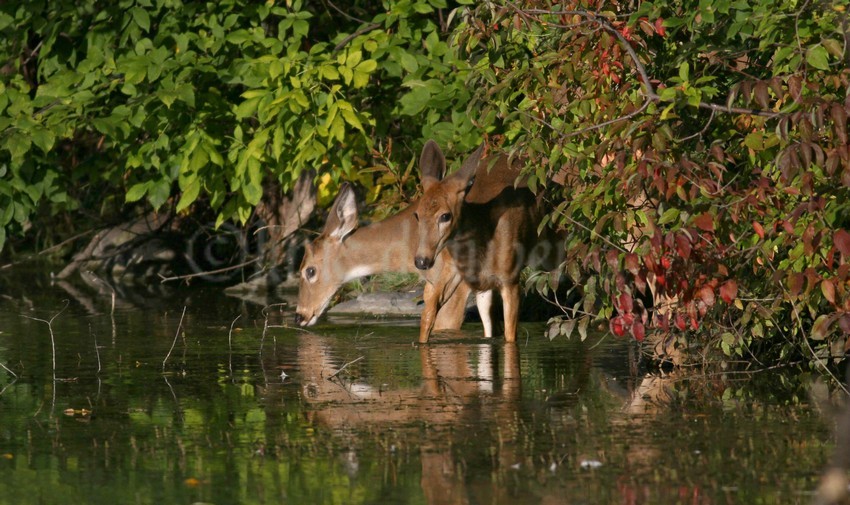 They start heading into the water