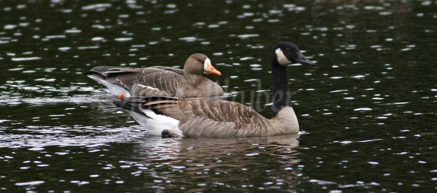 Greater White-fronted Goose hanging out