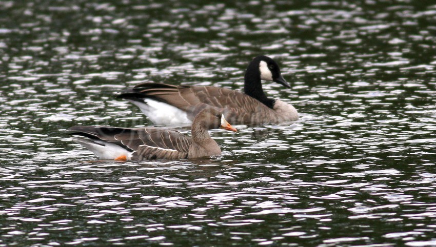 Greater White-fronted Goose with a Canada Goose