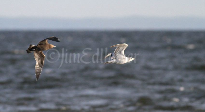 Parasitic Jaeger, juvenile, chasing a gull