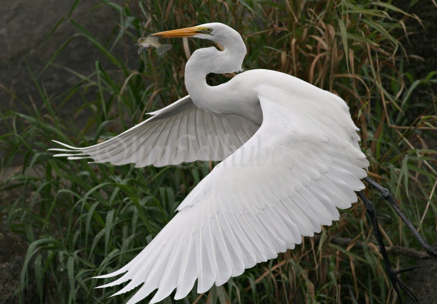 Takes the catch away to avoid the other egrets trying to take it away