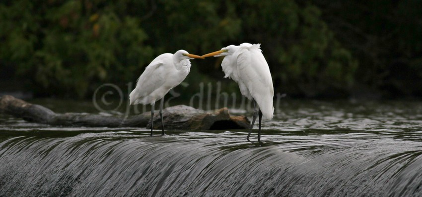 A pair on top of the dam