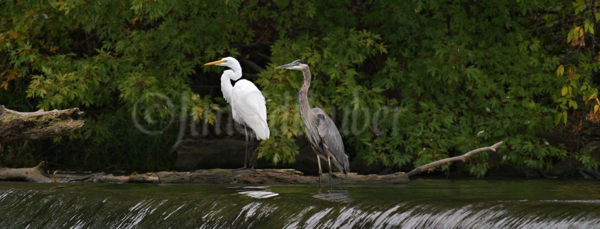 Great Egret with a Great Blue Heron