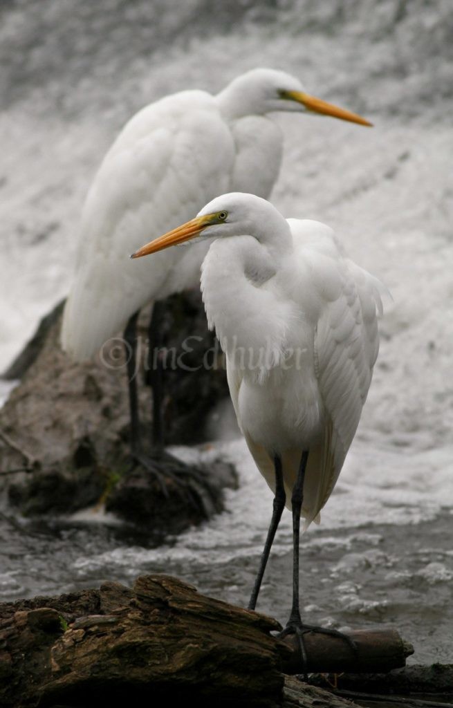 Two fishing Great Egrets