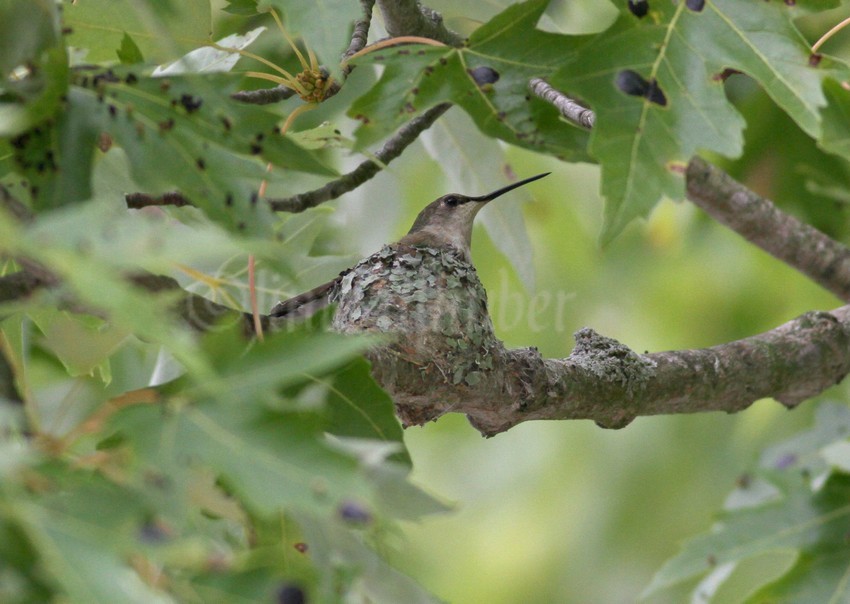 It all started here.......The female adult Ruby-throated Hummingbird sitting on the nest...