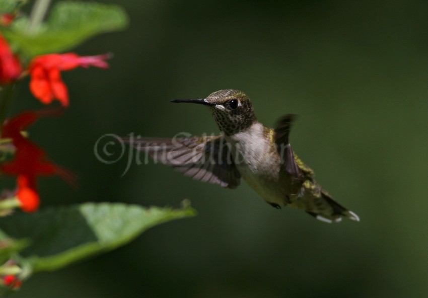 Ruby-throated Hummingbird on Scarlet Sage 