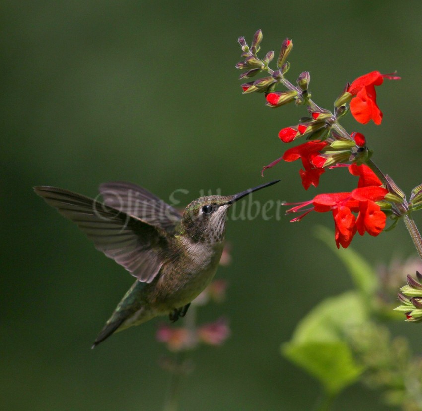 Ruby-throated Hummingbird on Scarlet Sage