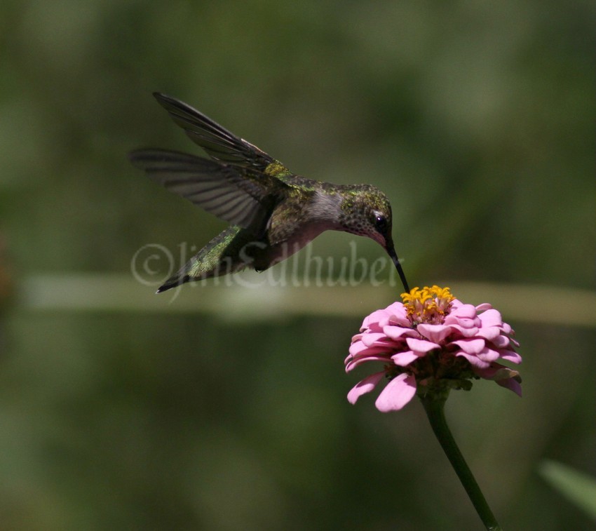 Ruby-throated Hummingbird on a Zinna