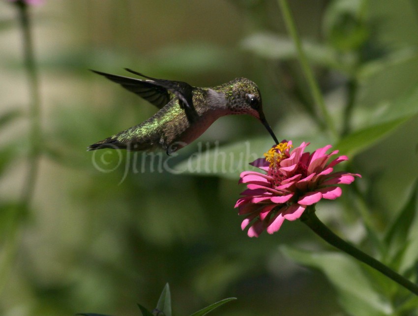 Ruby-throated Hummingbird on a Zinna
