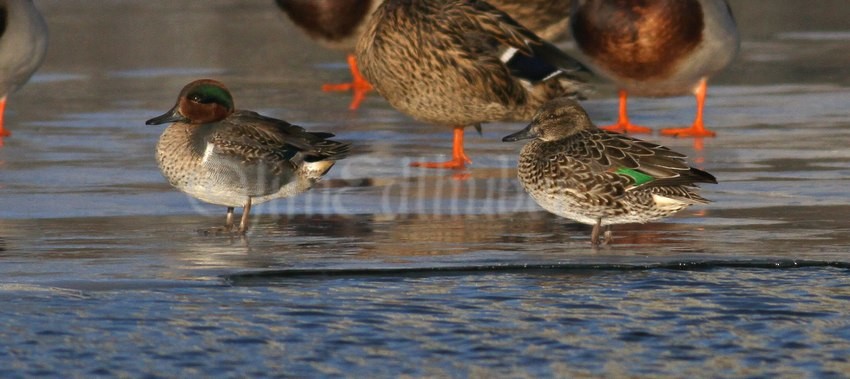 Green-winged Teals, male right, female right at Lakeshore State Park Milwaukee County 12-26-2016
