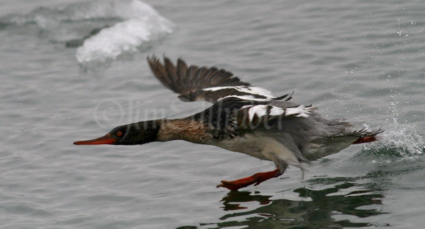 Red-breasted Merganser, male at takeoff!