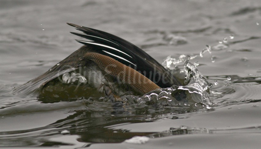 The dive