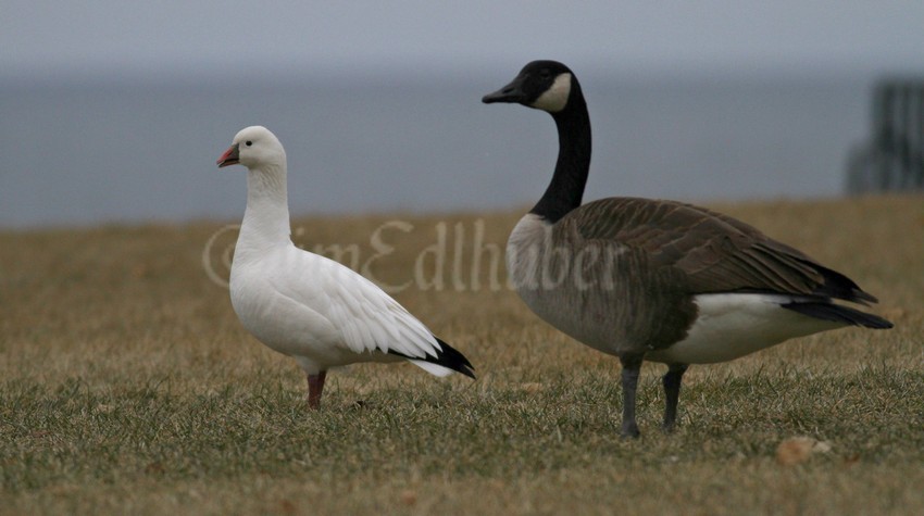 Ross's Goose with a Canada Goose