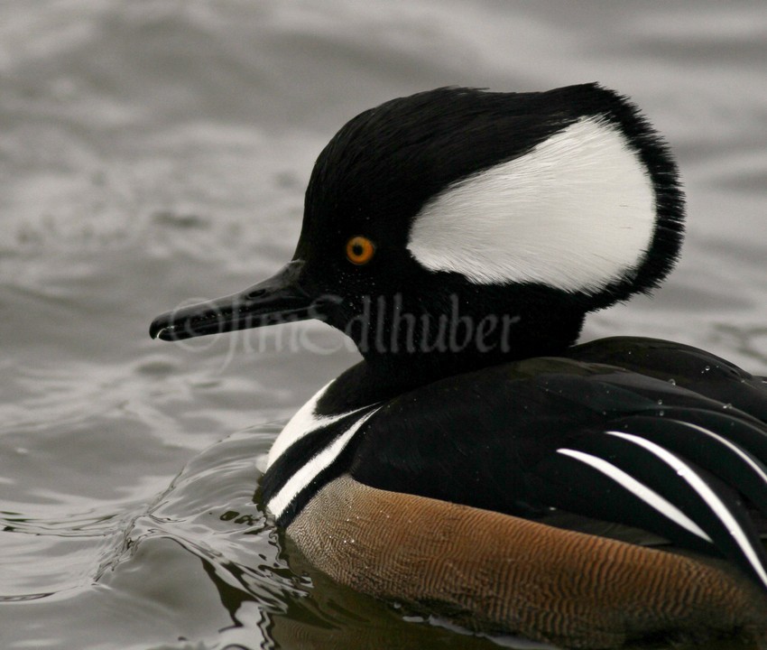 Hooded Merganser, male