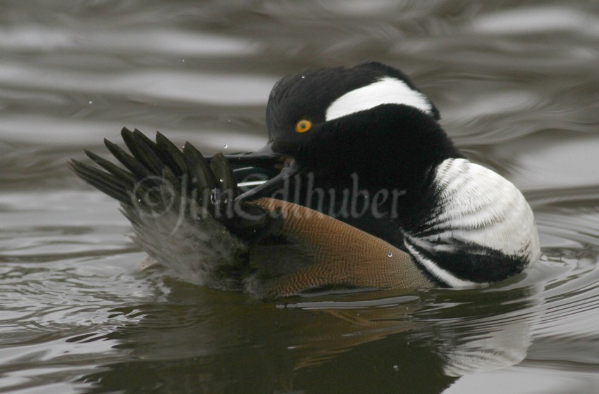 Preening