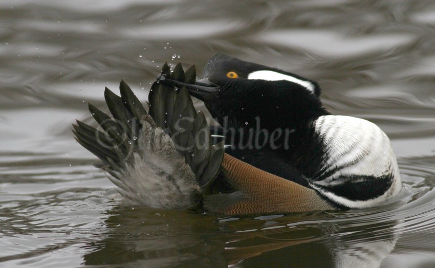 Preening