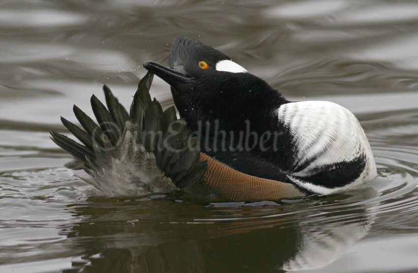 Preening