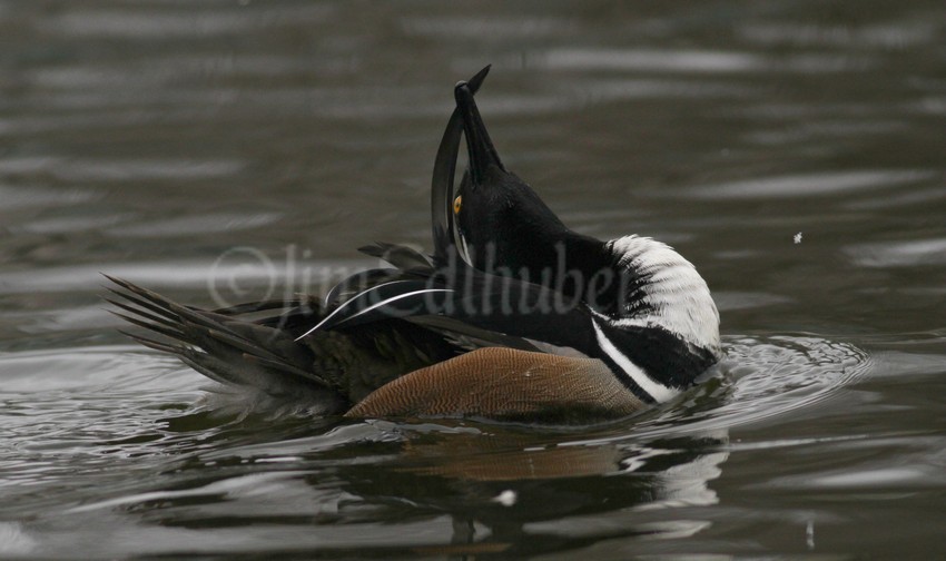 Preening
