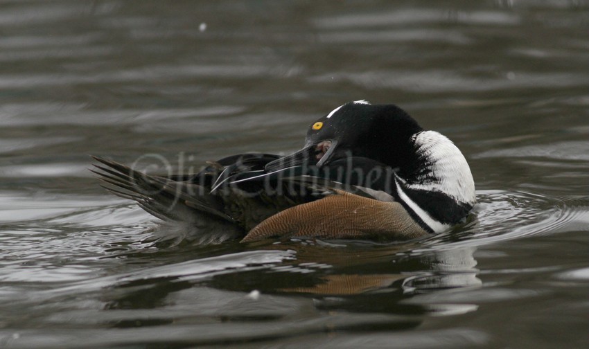 Preening