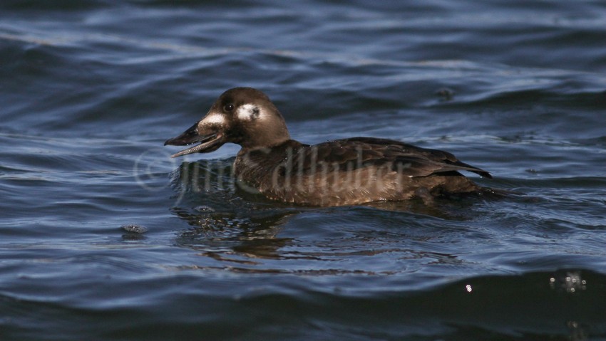White-winged Scoter, female with a mussel in the mouth