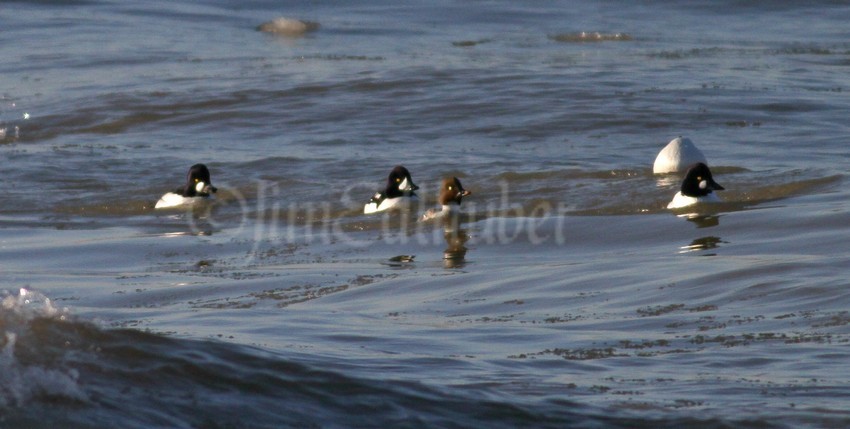 Common Goldeneye on both sides with the Barrow's Goldeneye in the middle