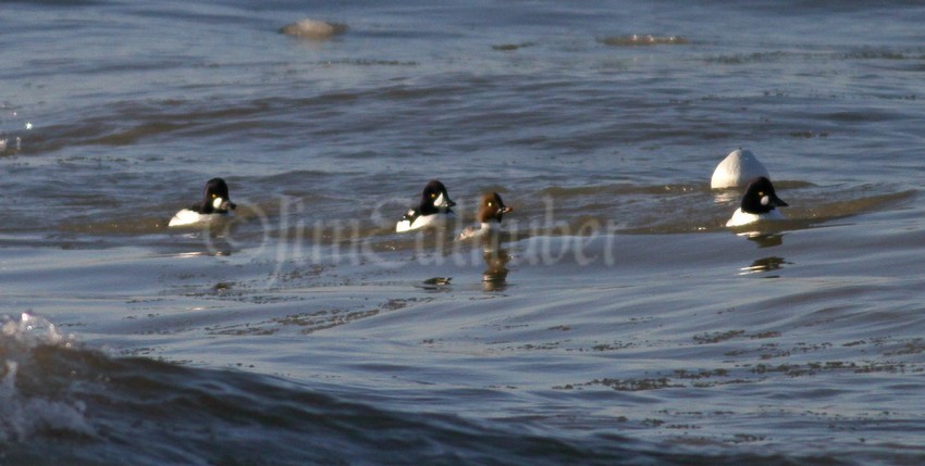 Barrow's Goldeneye - eBird